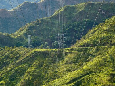 TSO Jungle