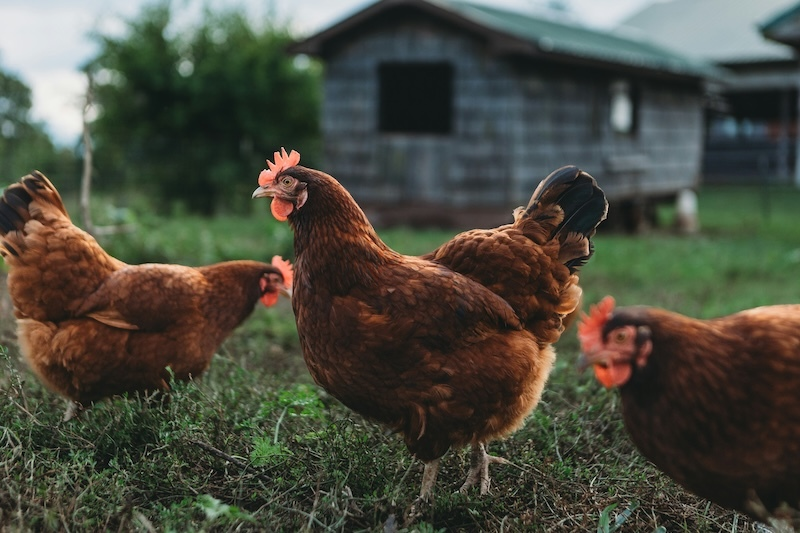 Exporta&ccedil;&atilde;o de frango refor&ccedil;a cadeia de nutri&ccedil;&atilde;o