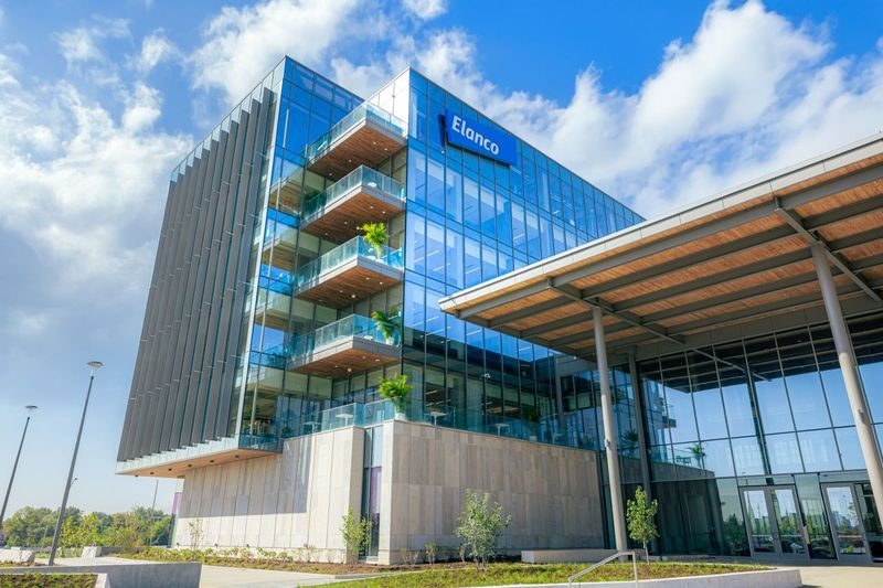 Elanco cresce 15% no 1&ordm; trimestre de 2026 e eleva proje&ccedil;&otilde;es