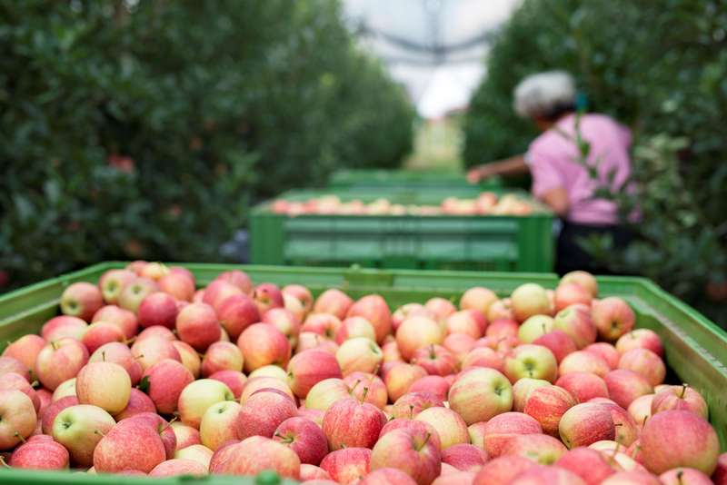 Umidade e a temperatura amea&ccedil;am exporta&ccedil;&atilde;o de alimentos
