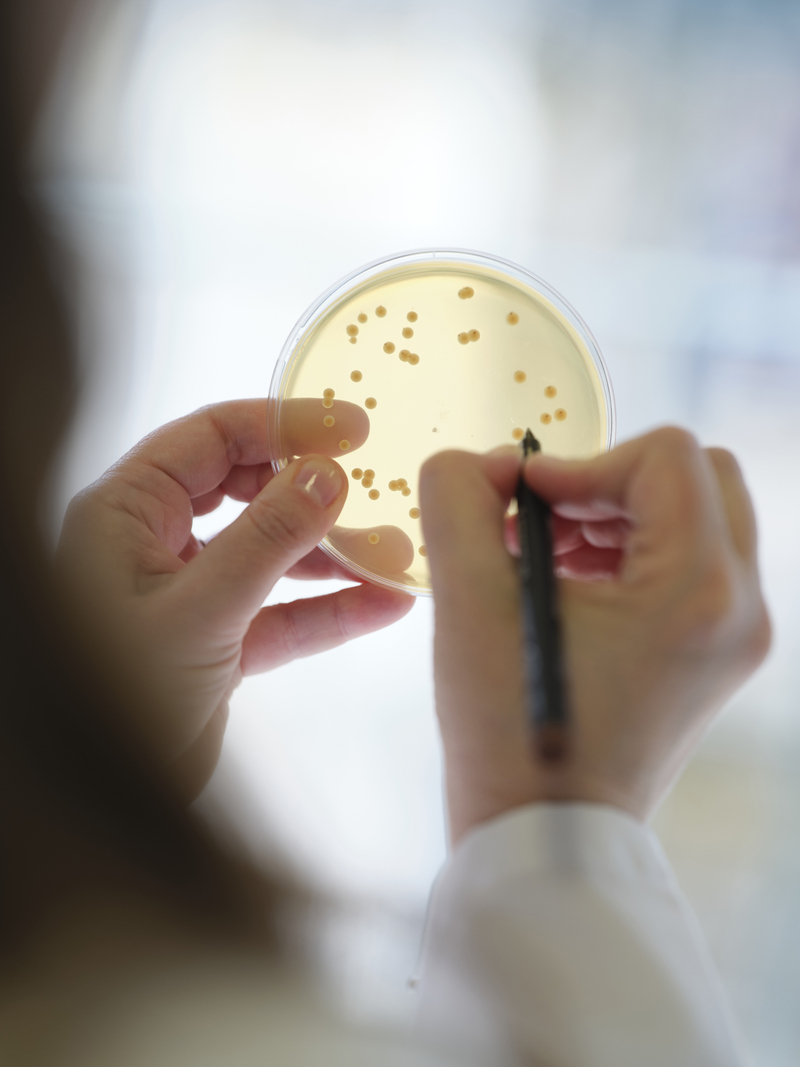 Probi&oacute;ticos em vez de antibi&oacute;ticos na produ&ccedil;&atilde;o animal