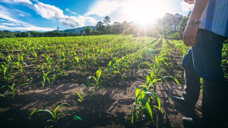 Novo El Niño reforça importância da gestão de riscos no agro