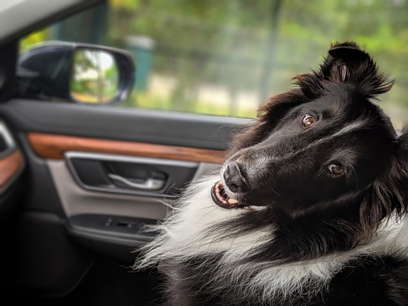 Turismo pet friendly ganha for&ccedil;a nas est&acirc;ncias paulistas